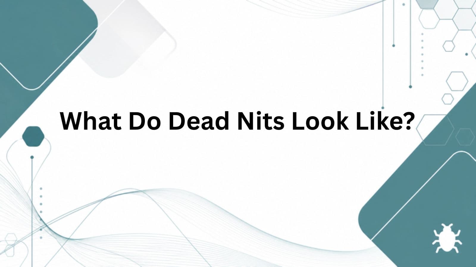 What Do Dead Nits Look Like? cover