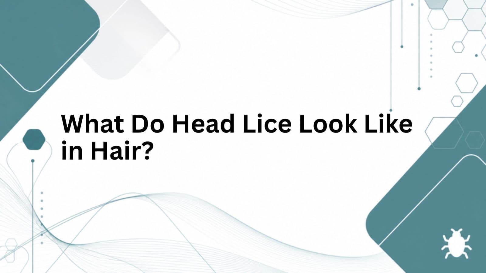 Branded cover for What Do Head Lice Look Like in Hair?