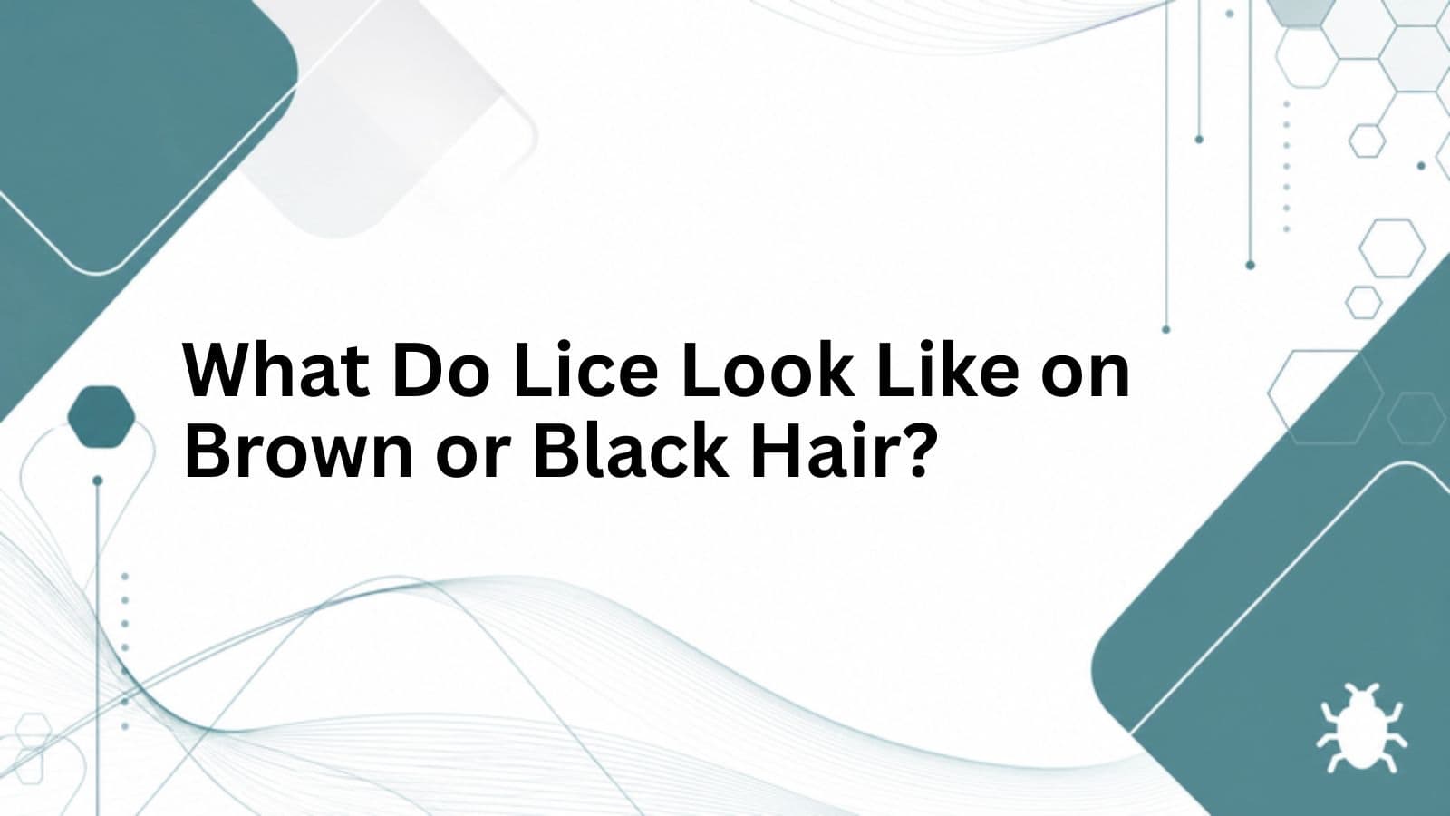 What Do Lice Look Like on Brown or Black Hair? cover