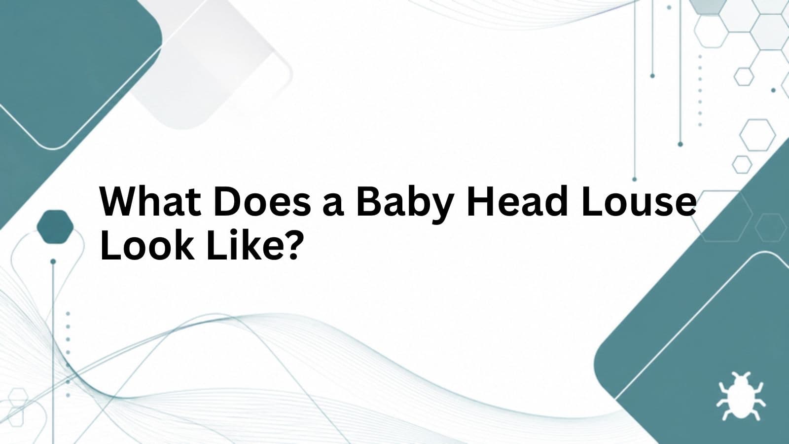 Branded cover for What Does a Baby Head Louse Look Like?