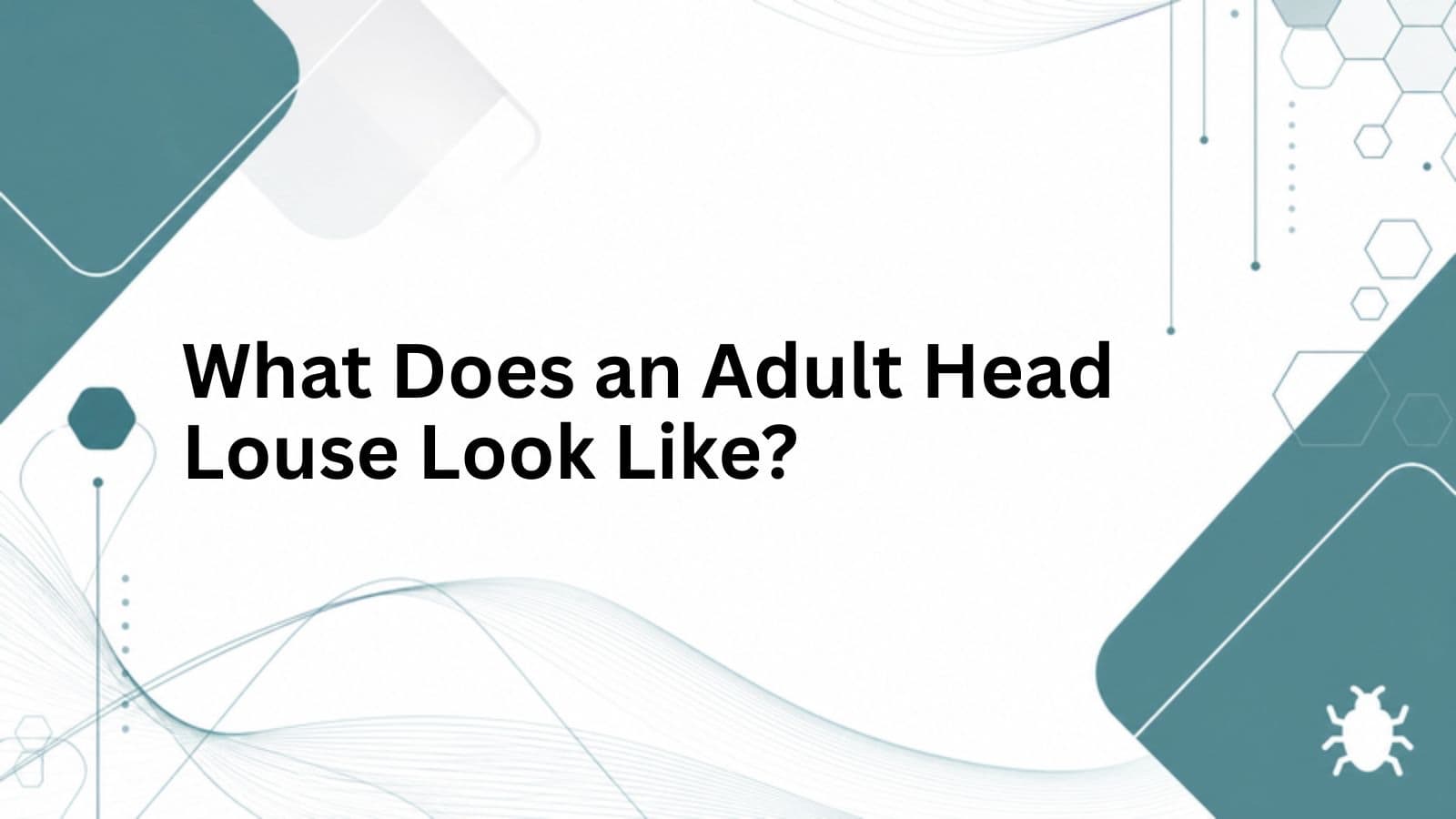 Branded cover for What Does an Adult Head Louse Look Like?